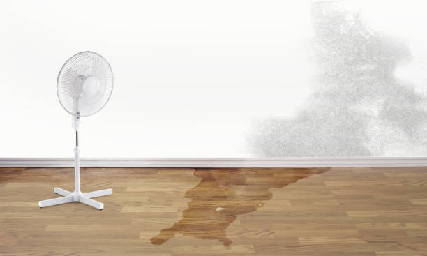 Best Water damage contractors near me  in Red Lake, MN